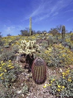 Prickly Prints: USA, Arizona, Lake Pleasant area. A variety of cacti grow near Lake Pleasant in Arizona