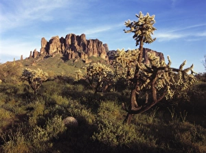 Cholla Prints: USA, Arizona, Lost Dutchman SP. A grove of cholla stand tall near Superstition Mountain