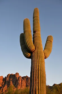 Images Dated 10th July 2017: USA, Arizona, Lost Dutchman State Park, Saguaro Cactus (Carnegiea gigantean) in front