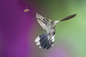 Mission Prints: USA, Arizona, Madera Canyon. Encounter between female magnificent hummingbird and bee