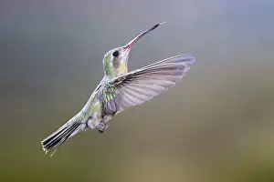 Madera Canyon Prints: USA, Arizona, Madera Canyon. Female broad-billed hummingbird in flight. Credit as