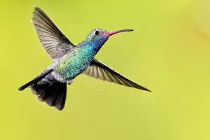 Mission Prints: USA, Arizona, Madera Canyon. Male broad-billed hummingbird in flight