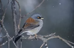 USA, Arizona, Madera Canyon. Yellow-eyed junco perched on branch in snowstorm