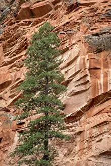 Oak Creek Canyon Prints: USA, Arizona, Oak Creek Canyon, Coconino National Forest