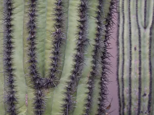Cacti Prints: Usa, Arizona. Organ pipe cactus