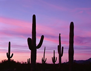 USA, Arizona, Organ Pipe Cactus National Monument, Saguaro cacti are silhouetted
