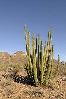 Images Dated 28th February 2011: USA, Arizona, Organ Pipe Cactus National Monument