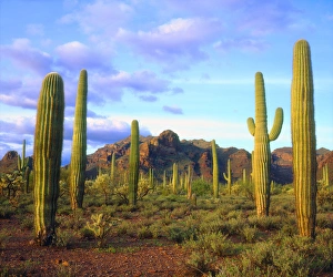 USA; Arizona; Organ Pipe Cactus National Monument, Arizona Desert in Springtime