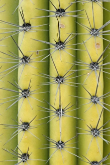 Images Dated 1st March 2011: USA, Arizona, Organ Pipe Cactus National Monument