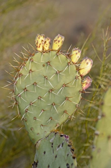 USA, Arizona, Organ Pipe Cactus National Monument. Engelmanns Prickly Pear