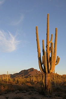 Images Dated 1st March 2011: USA, Arizona, Organ Pipe Cactus National Monument