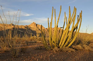 Images Dated 1st March 2011: USA, Arizona, Organ Pipe Cactus National Monument