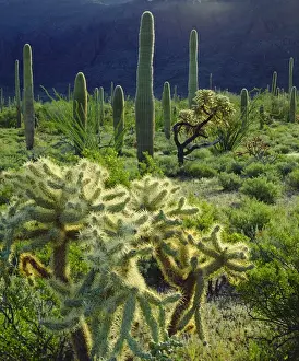 USA; Arizona; Organ Pipe Cactus National Monument; Arizona Desert in Springtime