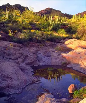 USA; Arizona; Organ Pipe Cactus National Monument; Arizona Desert in Springtime with