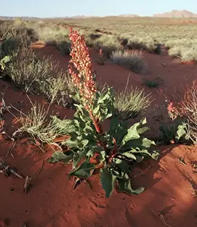 Edible Prints: USA, Arizona, Page. Canaigre Dock plant (Rumex hymenosepalus) in northwest Arizona desert near Page