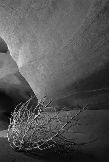 Eroded Prints: USA, Arizona, Page, Tumbleweed on ledge in antelope canyon