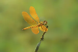 Dave Welling Prints: USA, Arizona, Parker Canyon Lake. Male Mexican amberwing dragonfly on twig