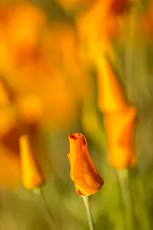 Prints of USA, Arizona, Peridot Mesa. California poppies in bloom. Credit as: Cathy and Gordon Illg / Jaynes Gallery / DanitaDelimont. com Images Dated 2019 July: USA, Arizona, Peridot Mesa. California poppies in bloom