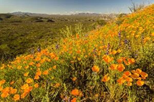 Images Dated 24th July 2019: USA, Arizona, Peridot Mesa. California poppies in bloom