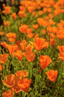 Peridot Mesa Prints: USA, Arizona, Peridot Mesa. Close-up of poppies in bloom
