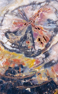 Images Dated 23rd July 2013: USA, Arizona, Petrified Forest National Park