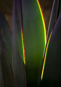 Backlit Prints: USA, Arizona, Phoenix. Backlit variegated agave cactus