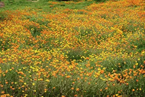 Imported Prints: USA, Arizona, Phoenix. Field of cape marigold flowers