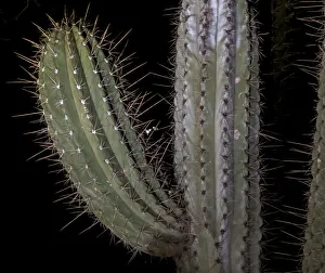 Needle Prints: USA, Arizona, Phoenix. Illuminated saguaro cactus at night