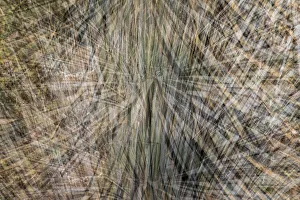 Images Dated 24th January 2021: USA, Arizona, Phoenix. Yucca cactus abstract