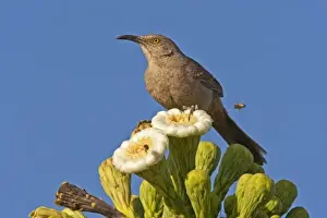Thrasher Prints: USA, Arizona, Pima County. Curve-billed thrasher perches on blooming saguaro cactus