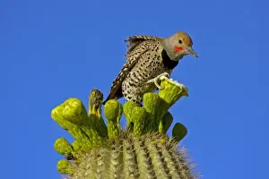 Thorn Prints: USA, Arizona, Pima County. Gilded flicker male on saguaro blossom