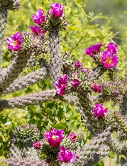 Arizona Prints: USA, Arizona, Portal. Blooming cactus. Fred Lord / Jaynes Gallery / DanitaDelimont