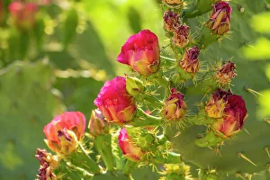 Thorn Prints: USA, Arizona. Prickly pear cactus blossoms