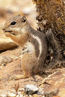 Images Dated 25th June 2023: USA, Arizona, Ramsey Canyon. Cliff chipmunk feeding