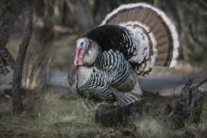 Images Dated 14th June 2021: USA, Arizona, Ramsey Canyon. Male Goulds turkey close-up