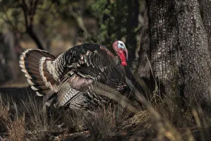 Images Dated 14th June 2021: USA, Arizona, Ramsey Canyon. Male Goulds turkey close-up