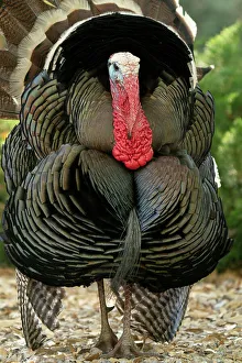 Images Dated 25th June 2023: USA, Arizona, Ramsey Canyon. Male turkey displaying