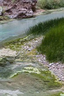 Reed Prints: USA, Arizona. Reeds growing along Havasu Creek, Havasu Creek Canyon