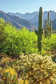 Cacti Prints: USA, Arizona, Sabino Canyon. Desert landscape with saguaro and cholla cactus