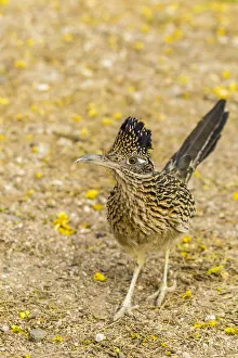 Roadrunner Prints: USA, Arizona, Sabino Canyon. Greater roadrunner walking