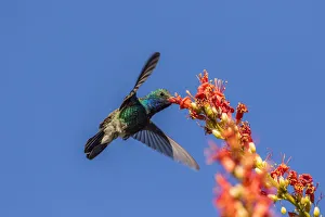 Ocotillo Prints: USA, Arizona, Sabino Canyon. Male broad-billed hummingbird feeding on ocotillo blossoms