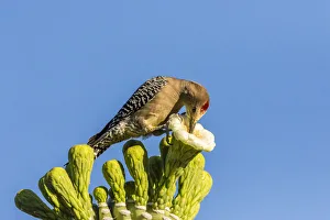 Images Dated 20th April 2018: USA, Arizona, Sabino Canyon. Male gila woodpecker feeding on cactus blossom. Credit as