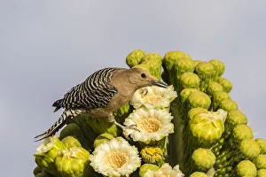 Saguaro Prints: USA, Arizona, Sabino Canyon. Male gila woodpecker feeding on cactus blossom. Credit as