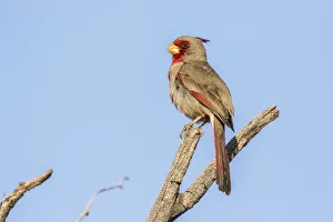 Sabino Canyon Prints: USA, Arizona, Sabino Canyon. Pyrrhuloxia bird on limb