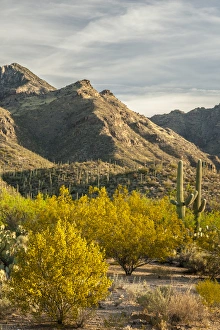 Arizona Prints: USA, Arizona, Sabino Canyon Recreation Area. Blooming palo verde trees and saguaro cacti