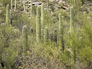Images Dated 25th March 2018: USA, Arizona, Sabino Canyon Recreation Area, Saguaro cactus