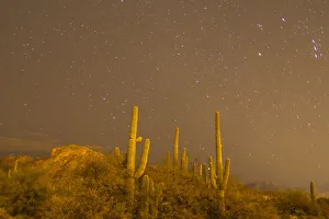 Images Dated 2nd July 2019: USA, Arizona, Sabino Canyon Recreation Area. Saguaro cactus and stars at night. Credit as