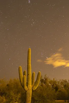 Saguaro Prints: USA, Arizona, Sabino Canyon Recreation Area. Saguaro cactus and stars at night. Credit as
