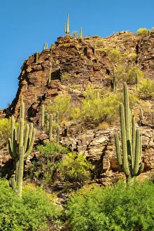 Ocotillo Prints: USA, Arizona, Sabino Canyon Recreation Area