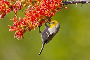 Ocotillo Prints: USA, Arizona, Sabino Canyon, Sonoran Desert. Verdin feeding on ocotillo blossoms